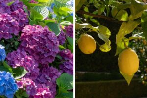 L'aceto per concimare le ortensie e le piante di limone