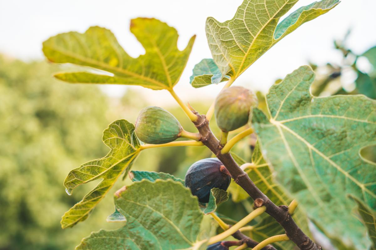 La talea del fico in primavera