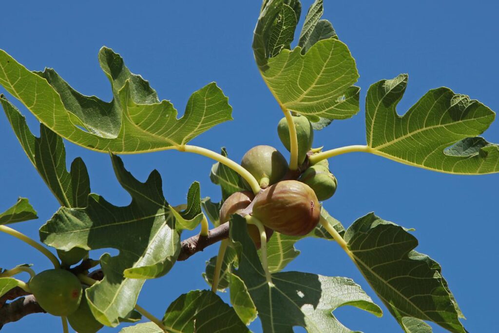 Come fare la talea del fico