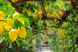Concimi naturali per la pianta di limone