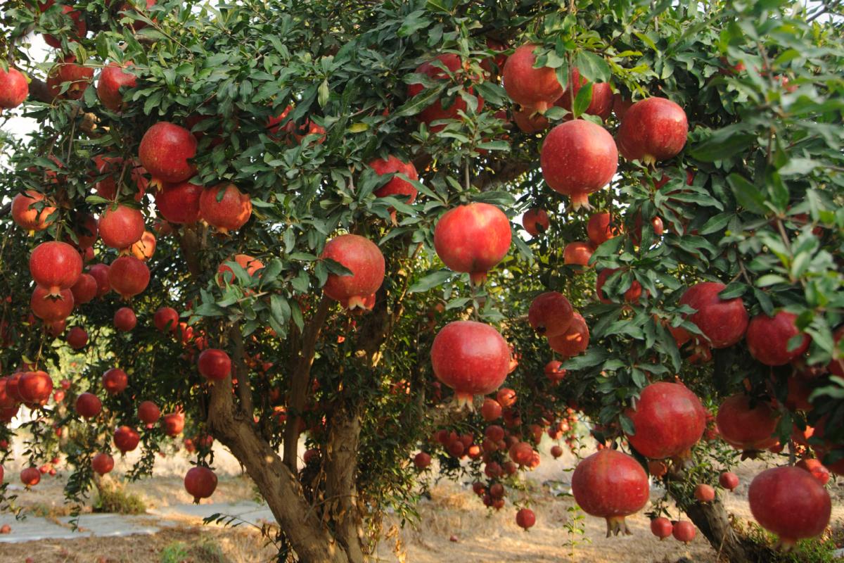 Le foglie ingiallite di melograno: ecco i motivi