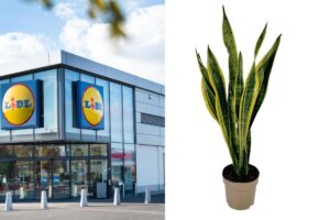 Le piante Lidl del fine settimana