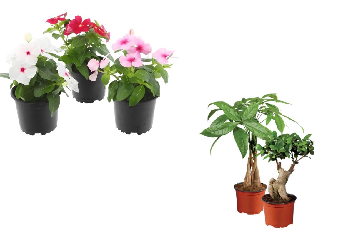 Piante Lidl: l’offerta weekend