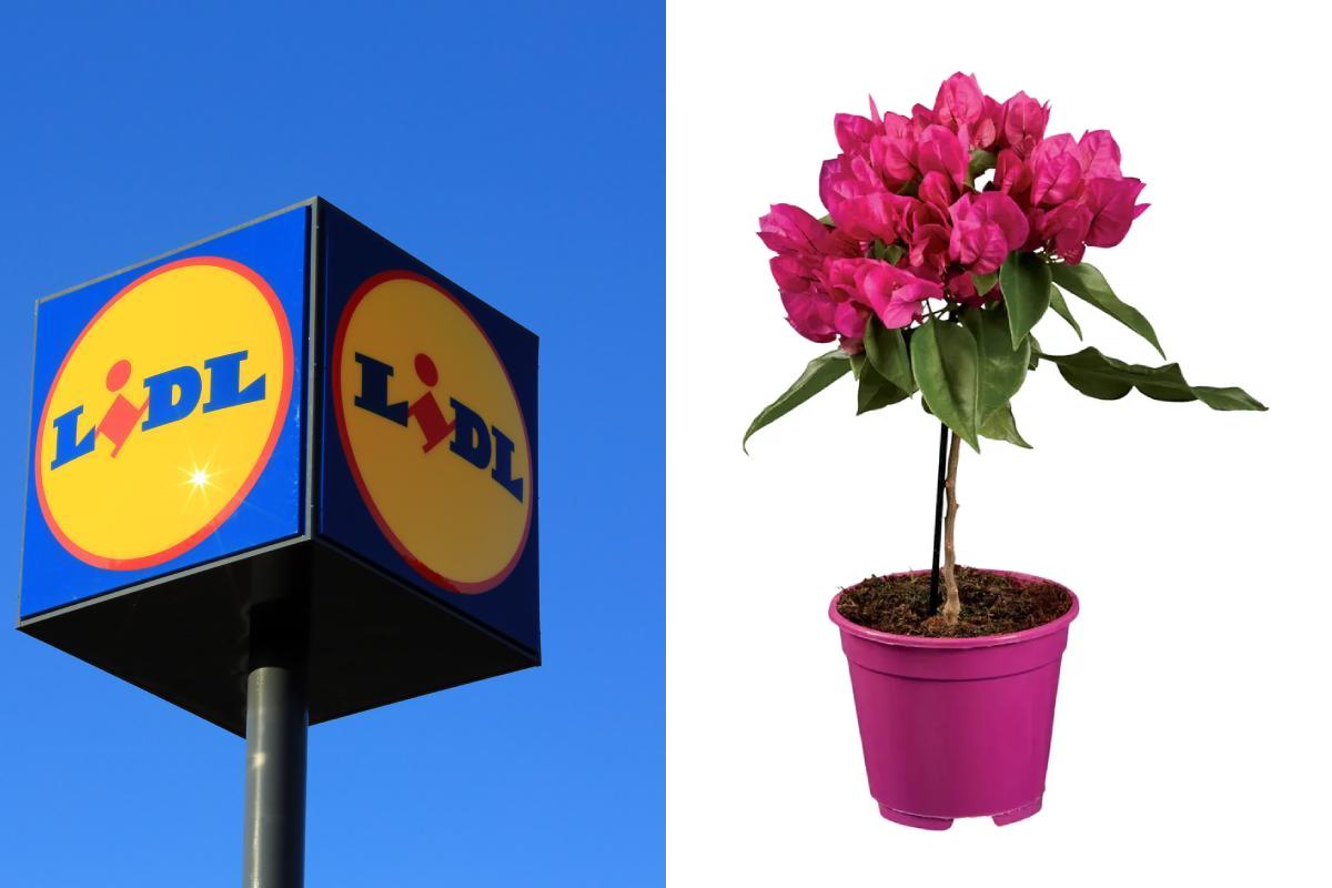 Piante Lidl del weekend