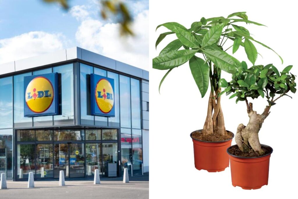 Le piante Lidl della settimana