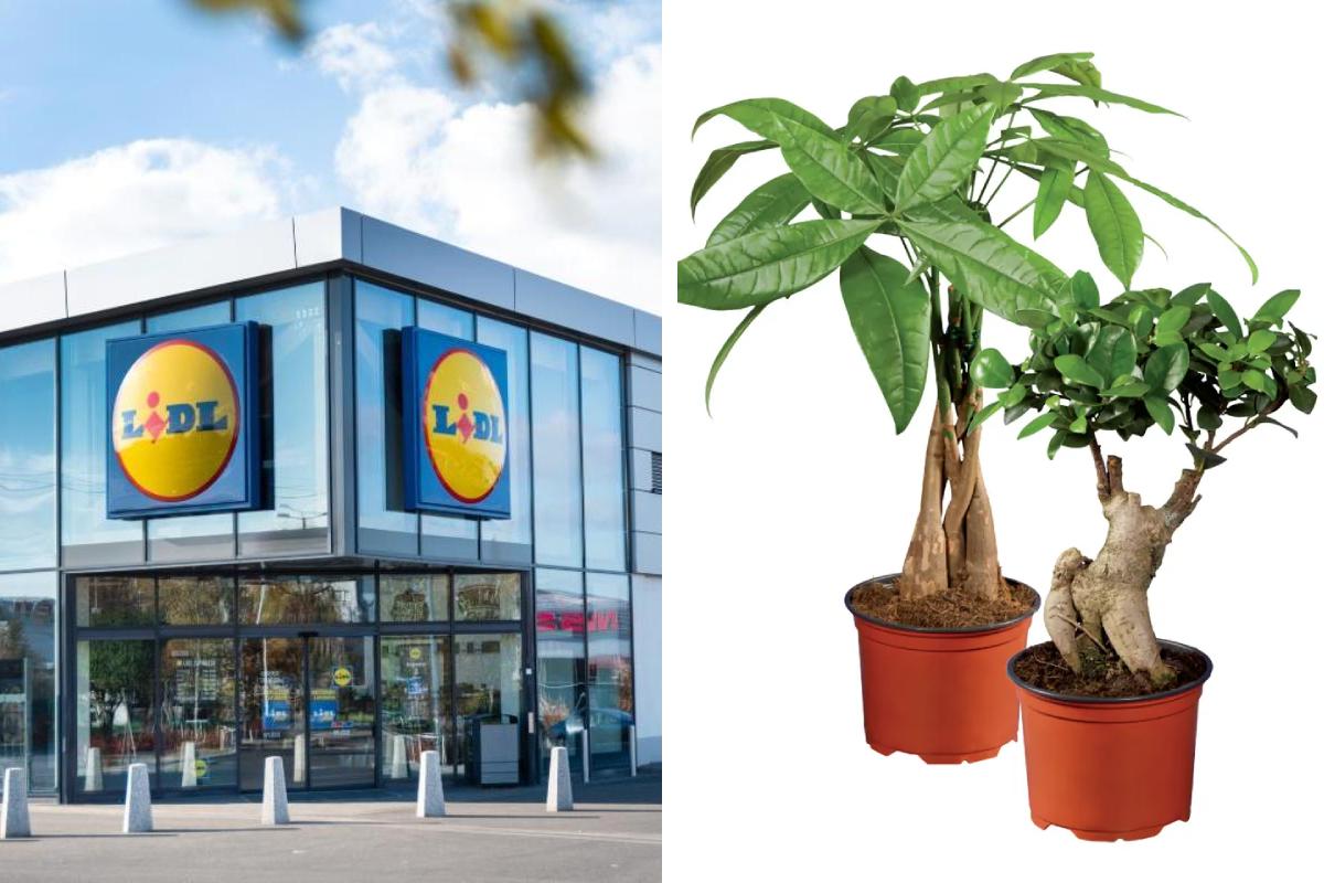 Le piante Lidl della settimana