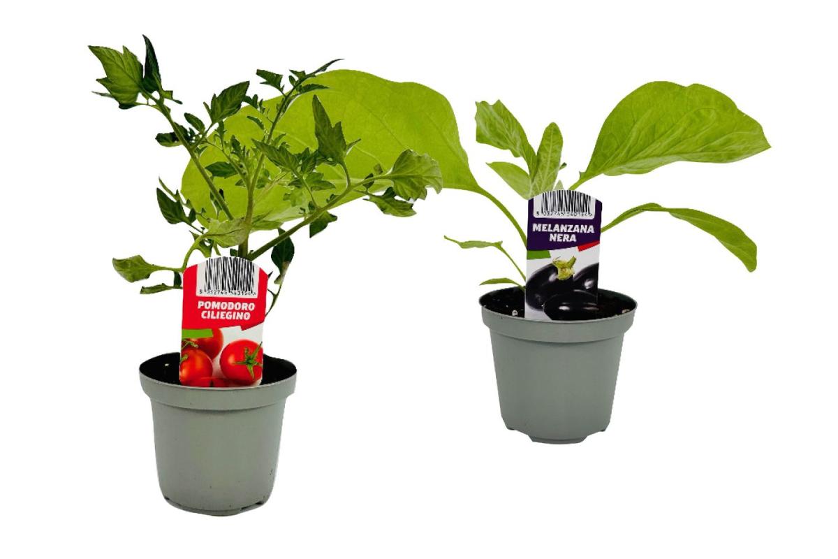 Nel weekend Lidl le piante per l'orto
