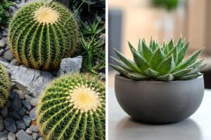 Le piante grasse che si curano con facilità
