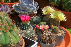Le piante con fioriture estive