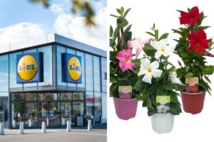 Le piante Lidl del weekend