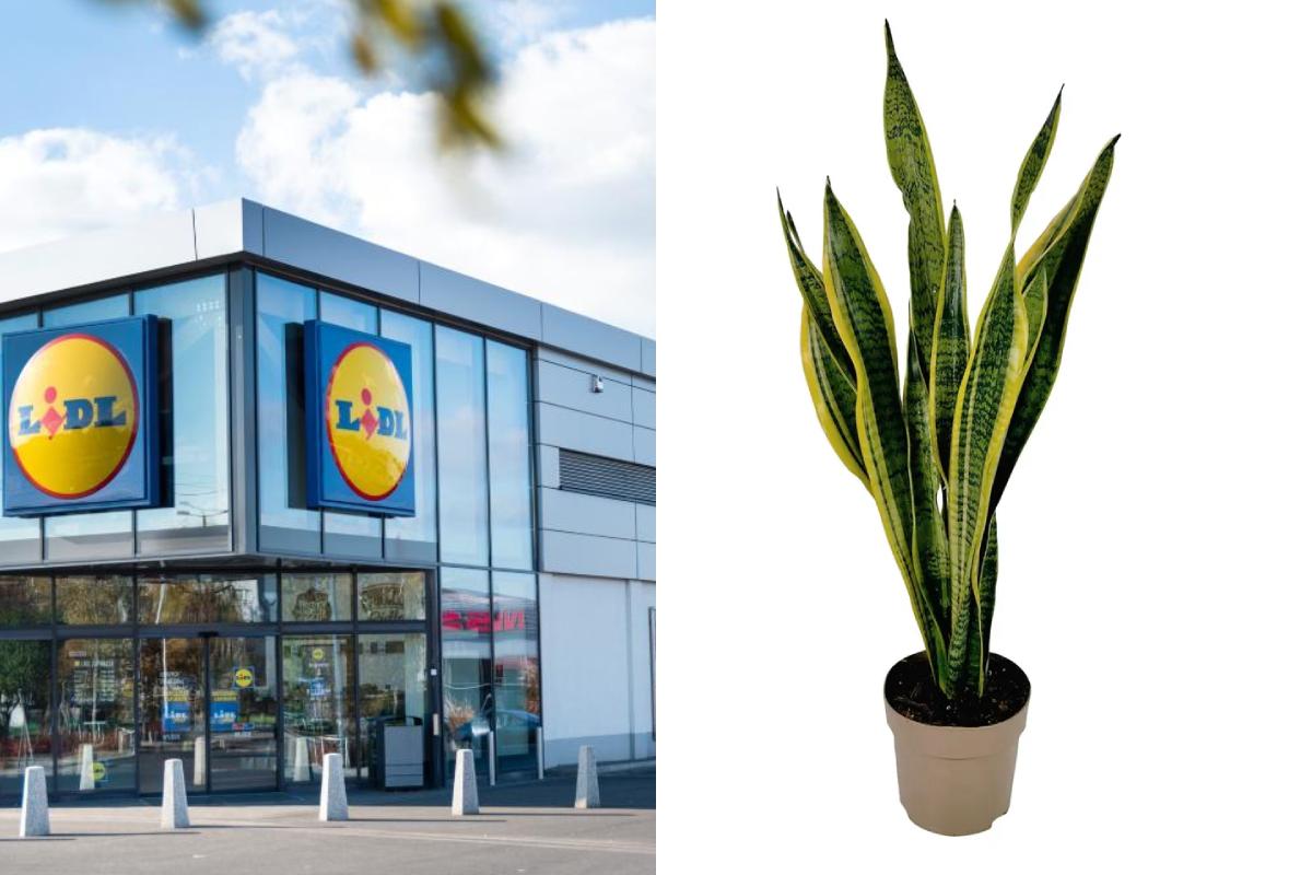 Le piante Lidl del fine settimana