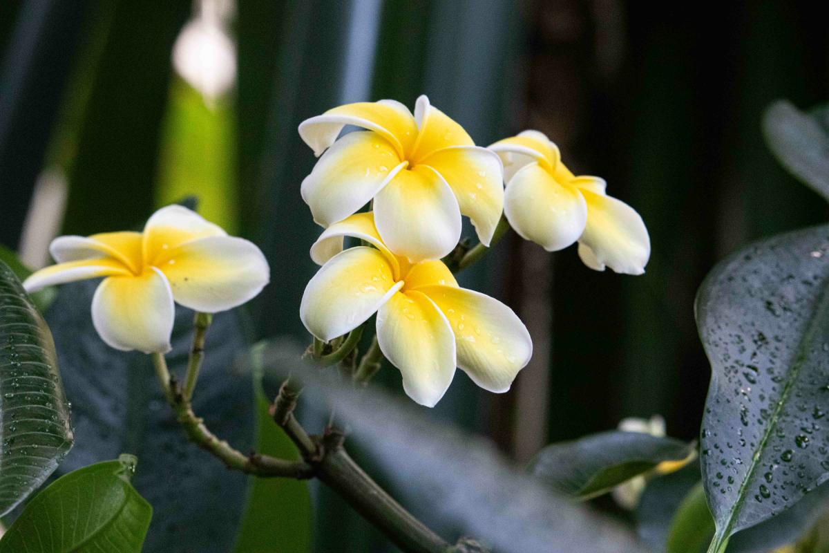 5 piante estive e dove metterle