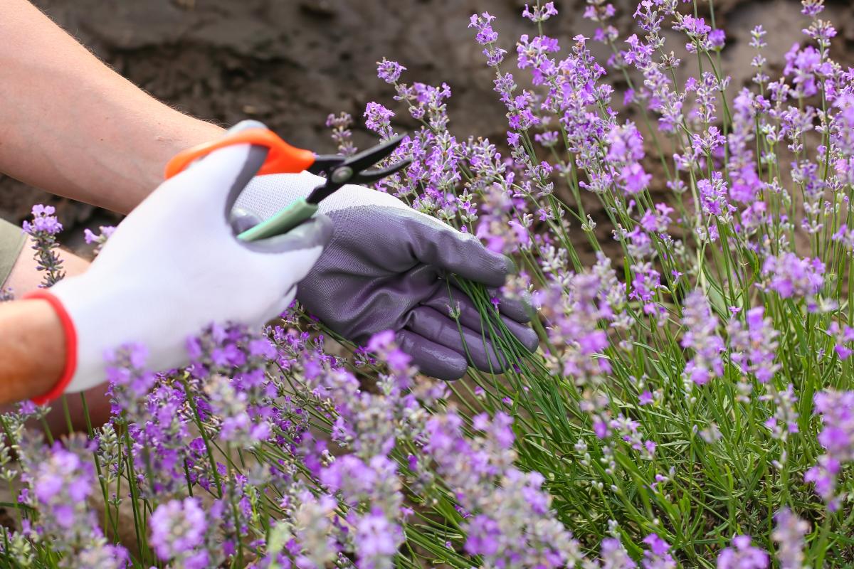 Curare la lavanda a giugno sul balcone