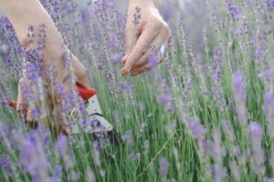 A maggio bisogna potare la lavanda