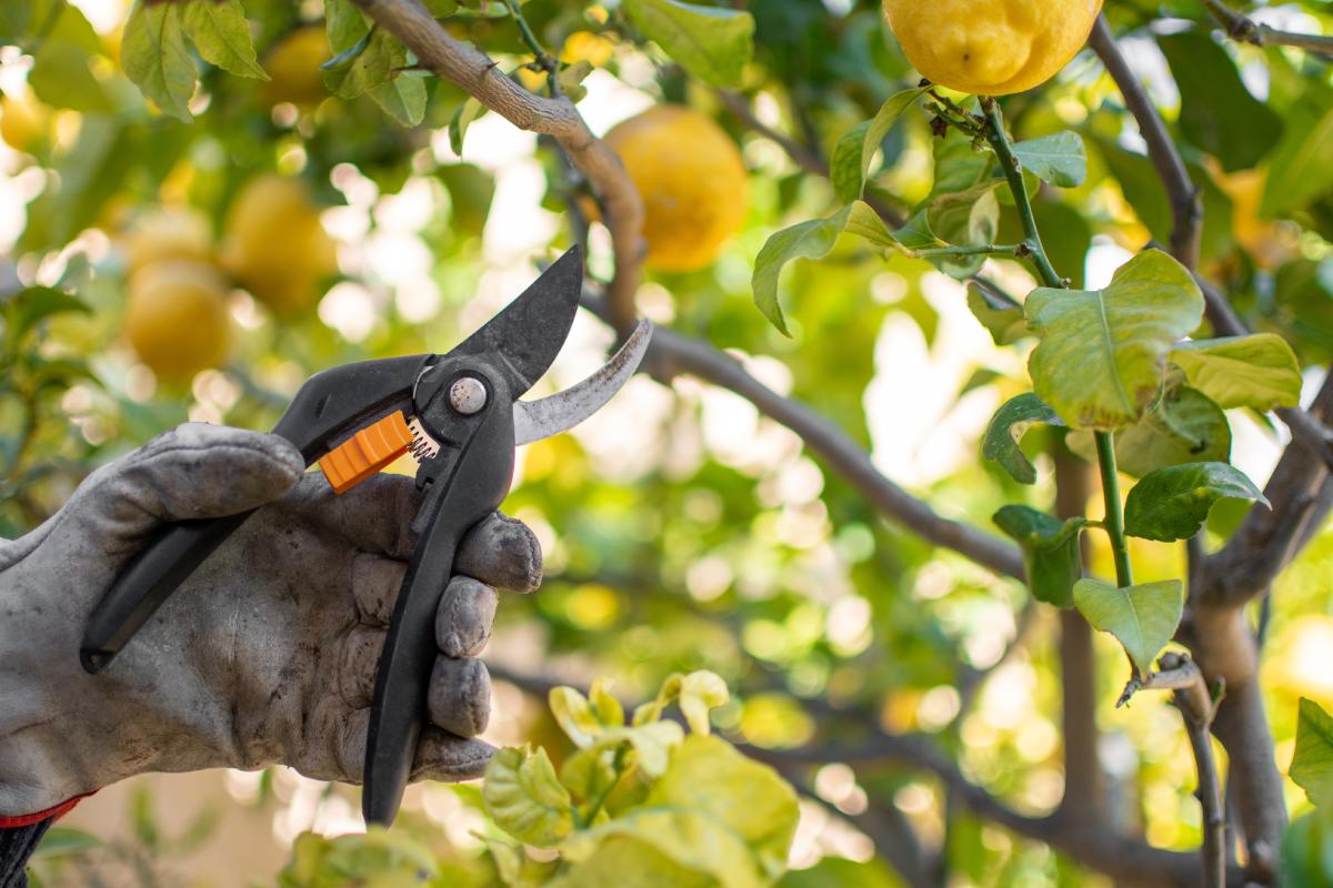 Come liberare naturalmente il limone in vaso dagli afidi