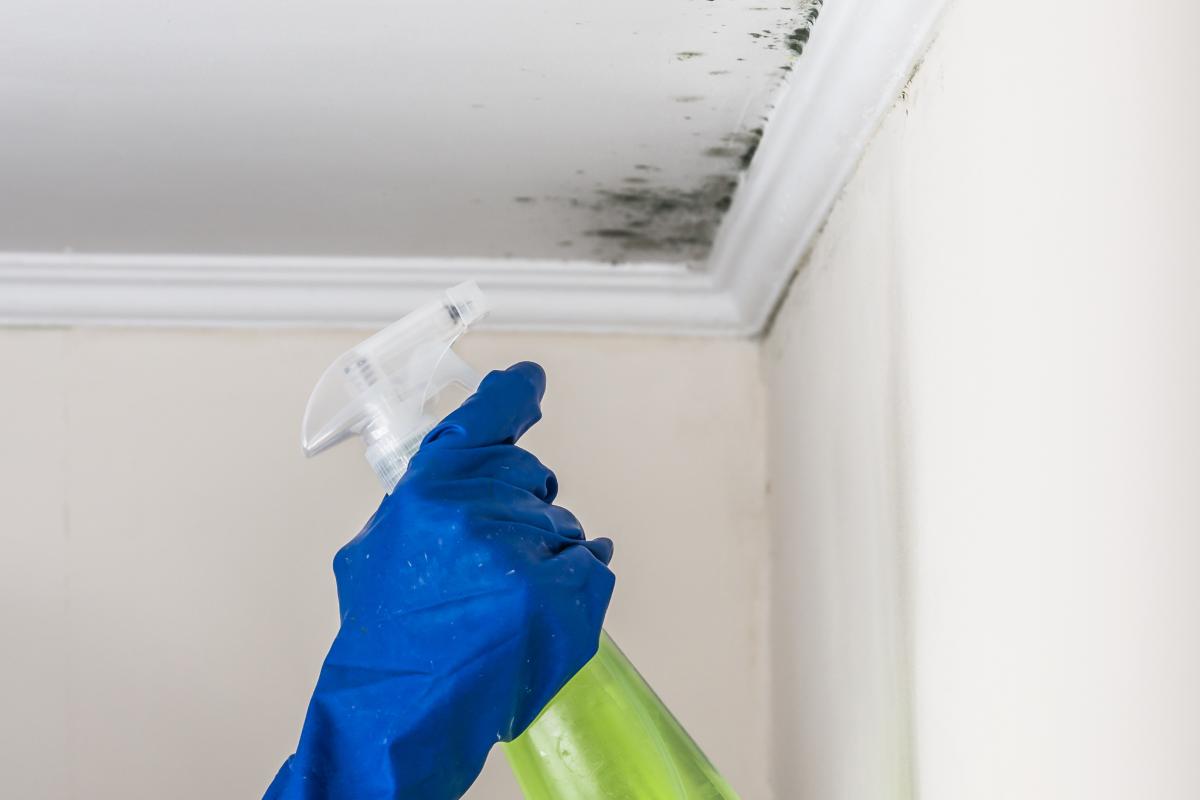 Togliere la muffa dal soffitto senza danneggiare la pittura