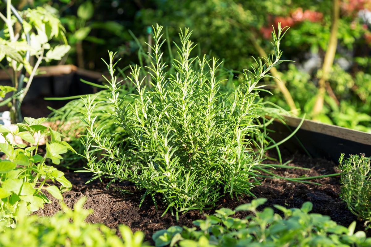 Piante aromatiche sul balcone
