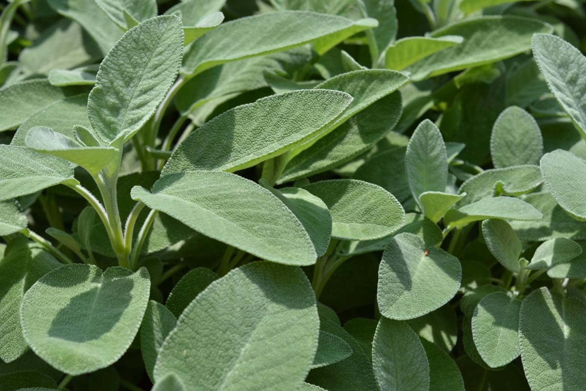 Talee di primavera: menta e salvia