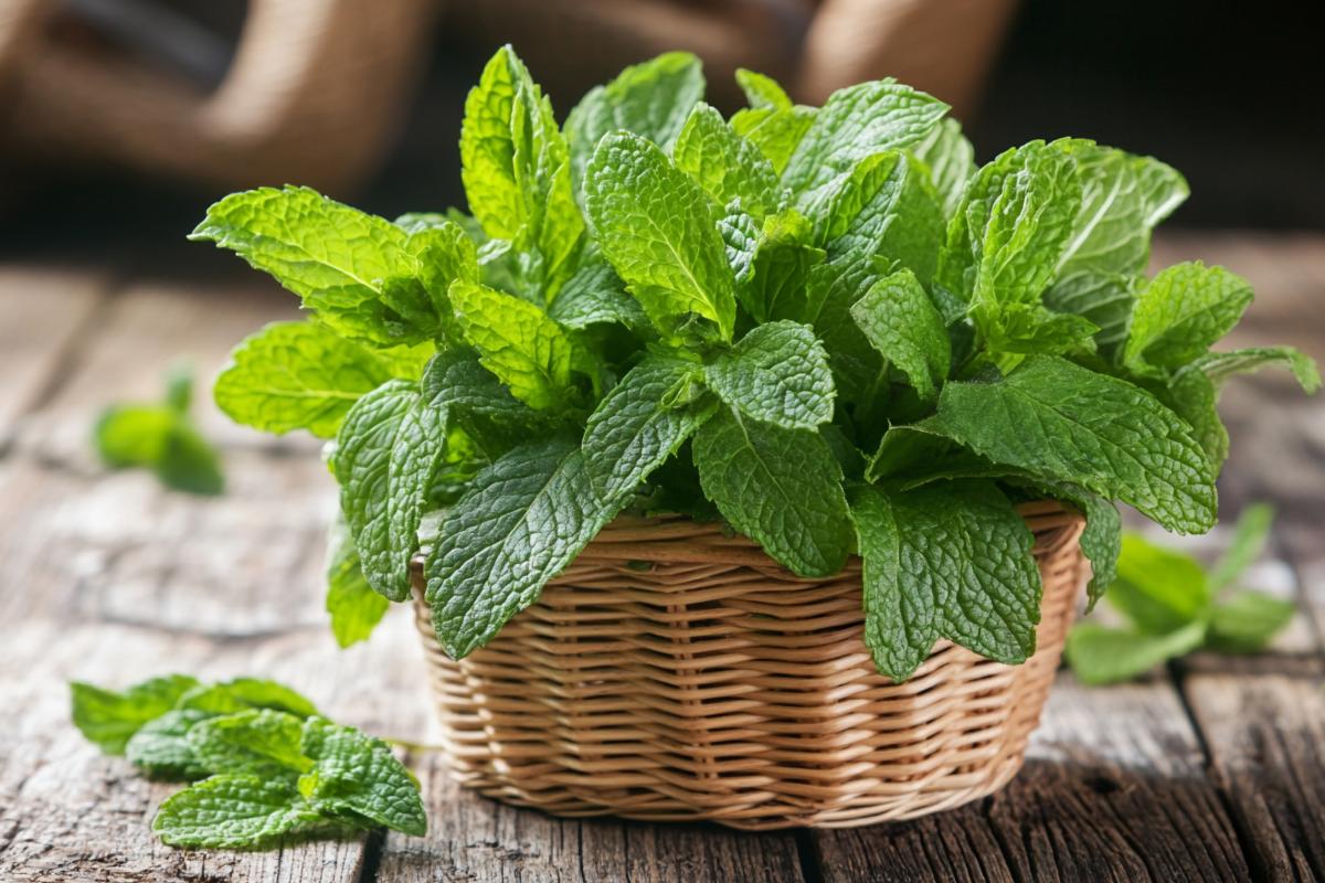 Salvia e menta riprodotte con talee