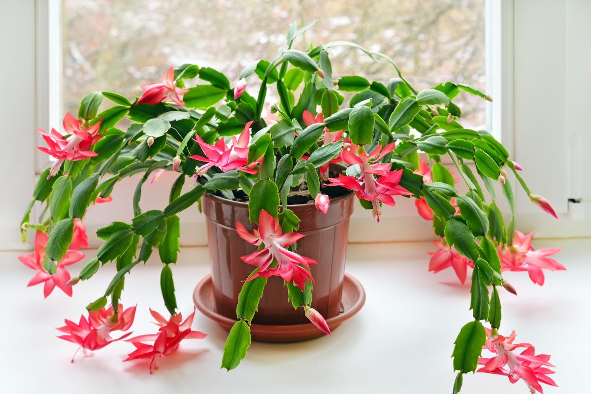 Le piante grasse con fioriture meravigliose