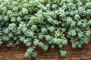 Sedum a cascata