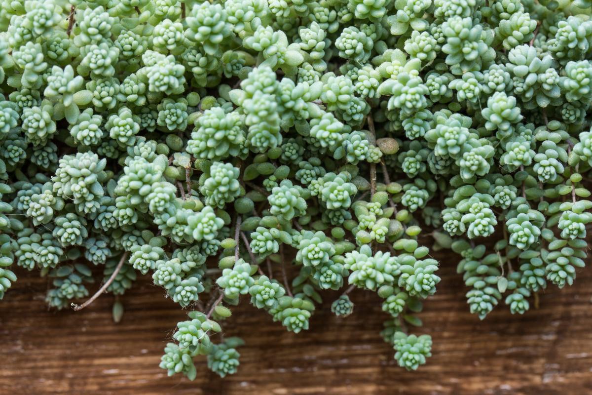Sedum a cascata