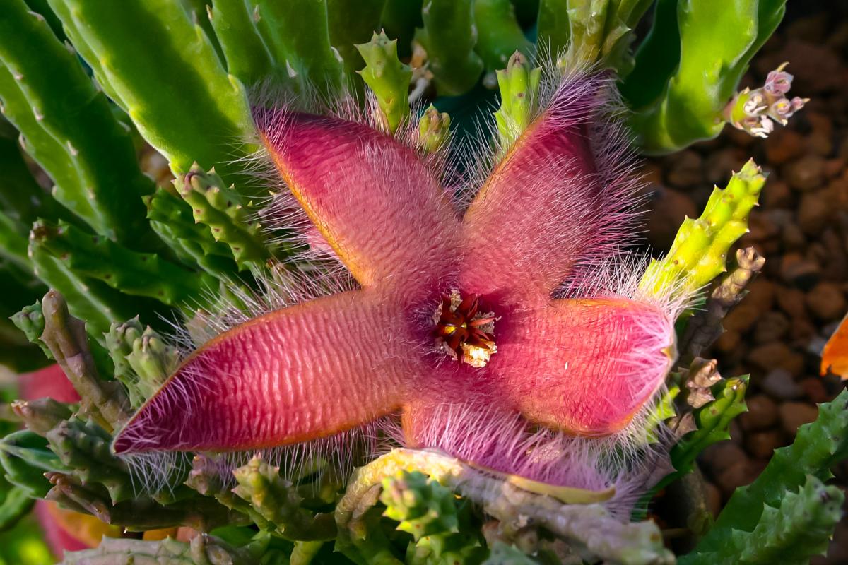 Le piante grasse che hanno fioriture spettacolari
