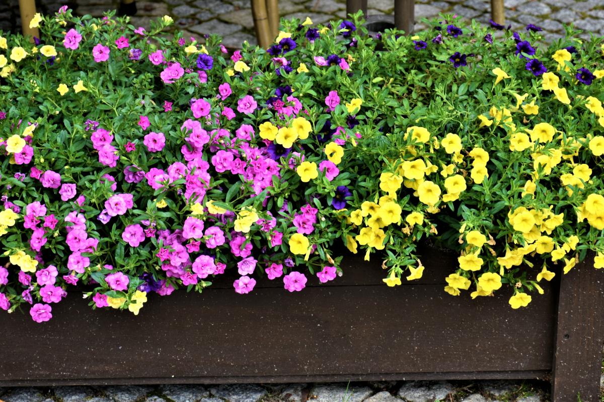 Rinvasi di primavera