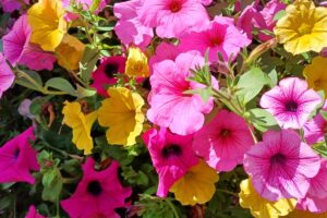 Le 5 piante da rinvasare ora per avere splenddide fioriture
