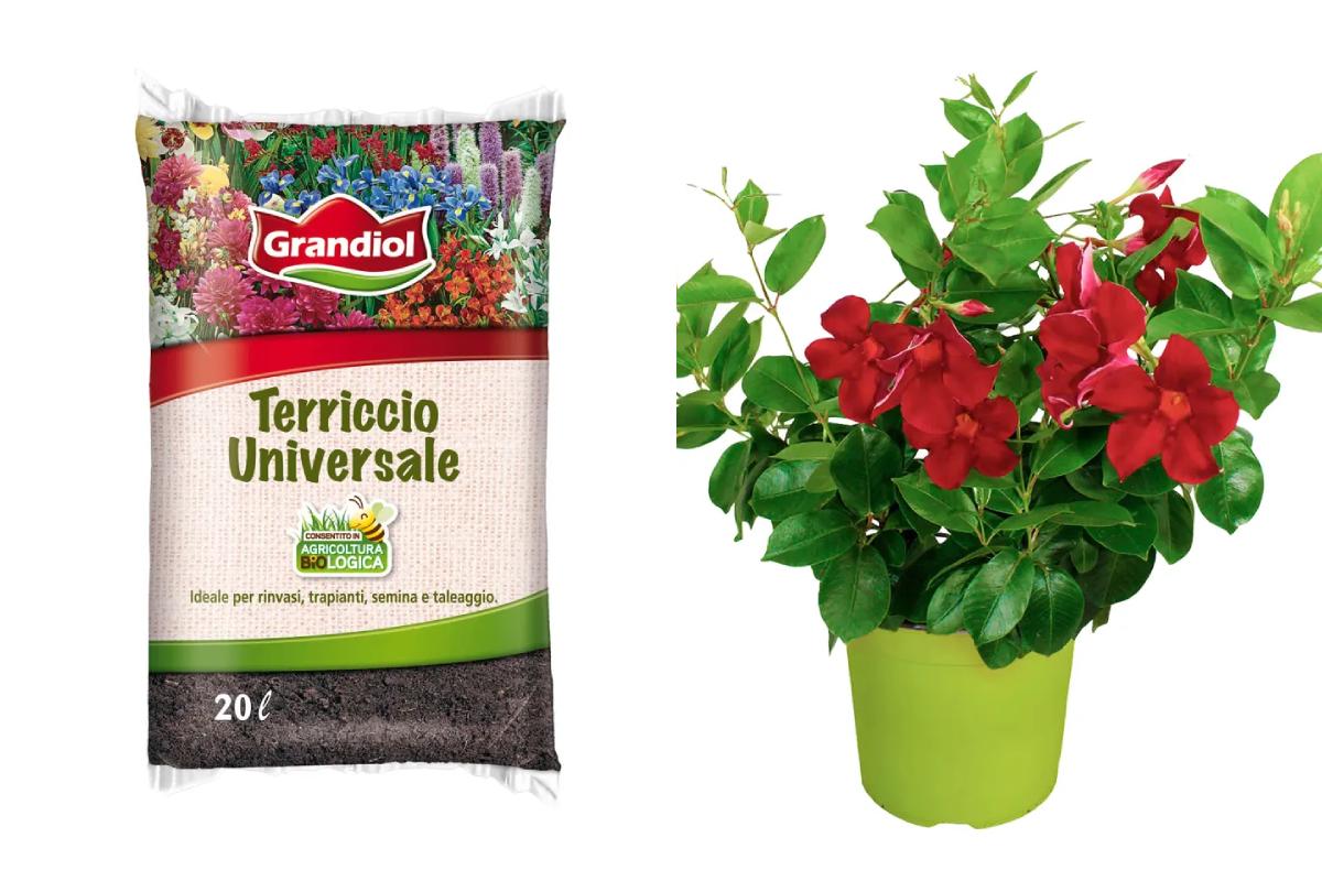 Da primo maggio offerte sulle piante da Lidl