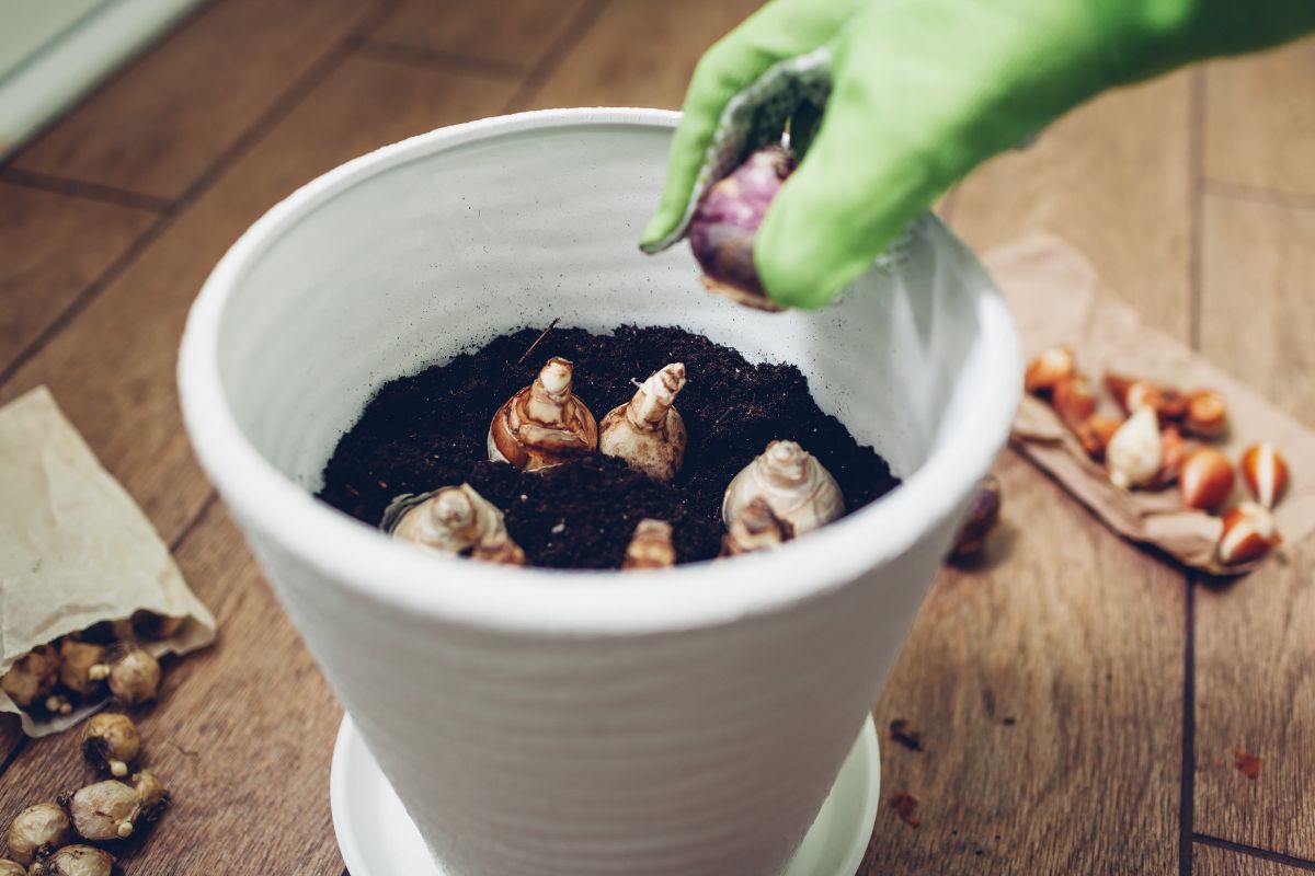bulbi primaverili come coltivarli in vaso