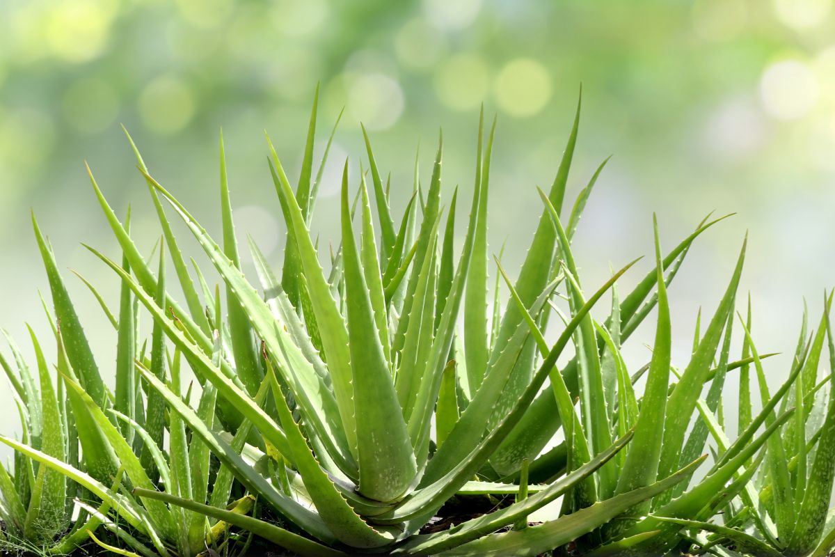 rinvasare l'aloe vera