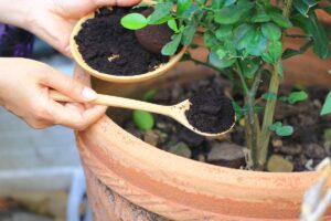 concime naturale con fondi di caffe