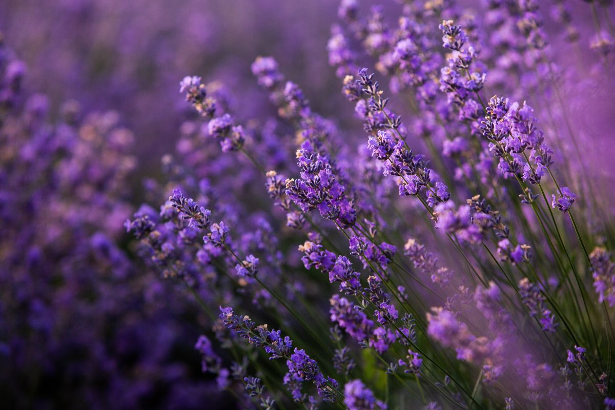 lavanda non fiorisce concime naturale