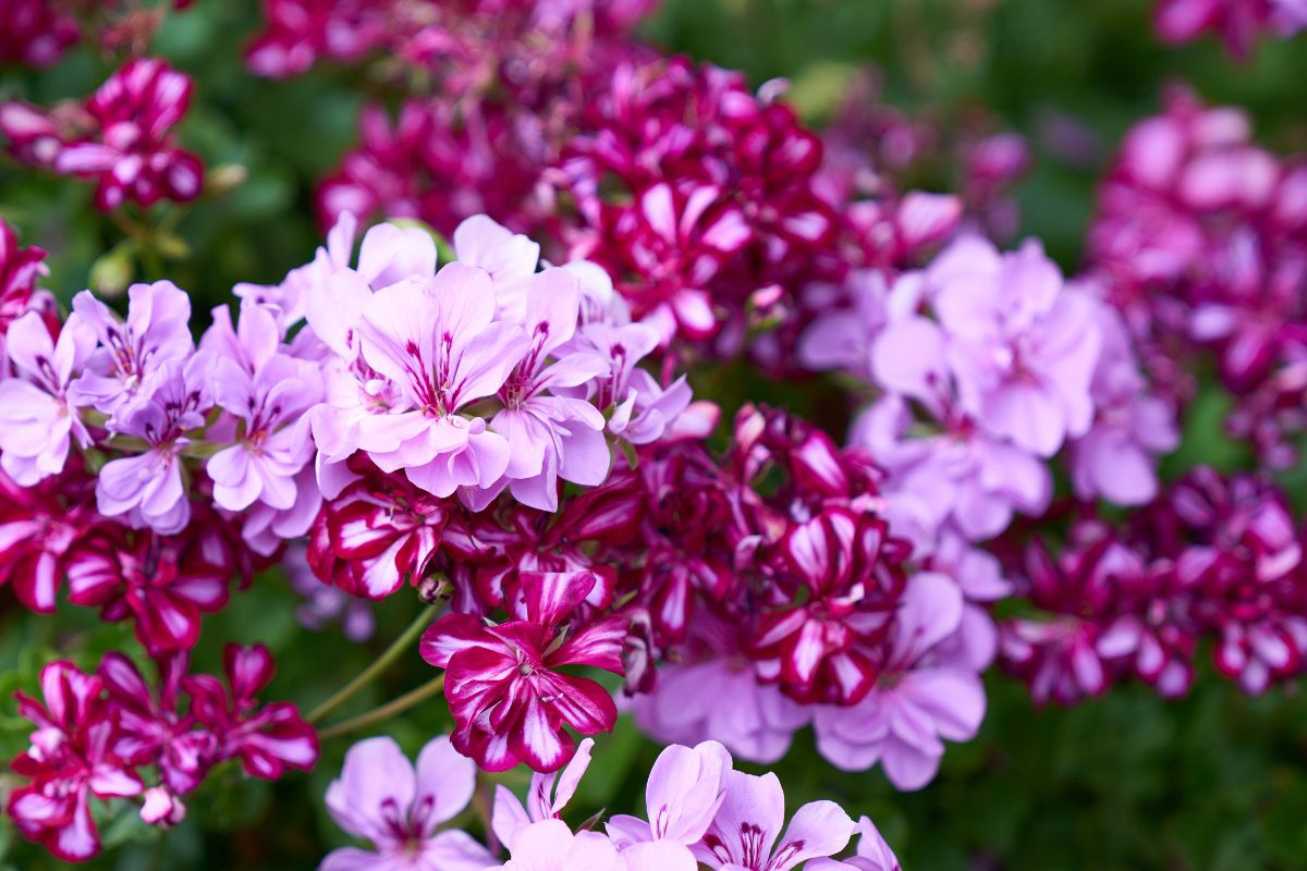 gerani instancabili fioritura di primavera