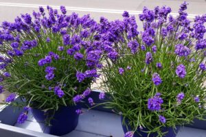 concime naturale per la lavanda