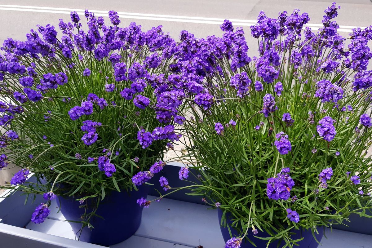 concime naturale per la lavanda