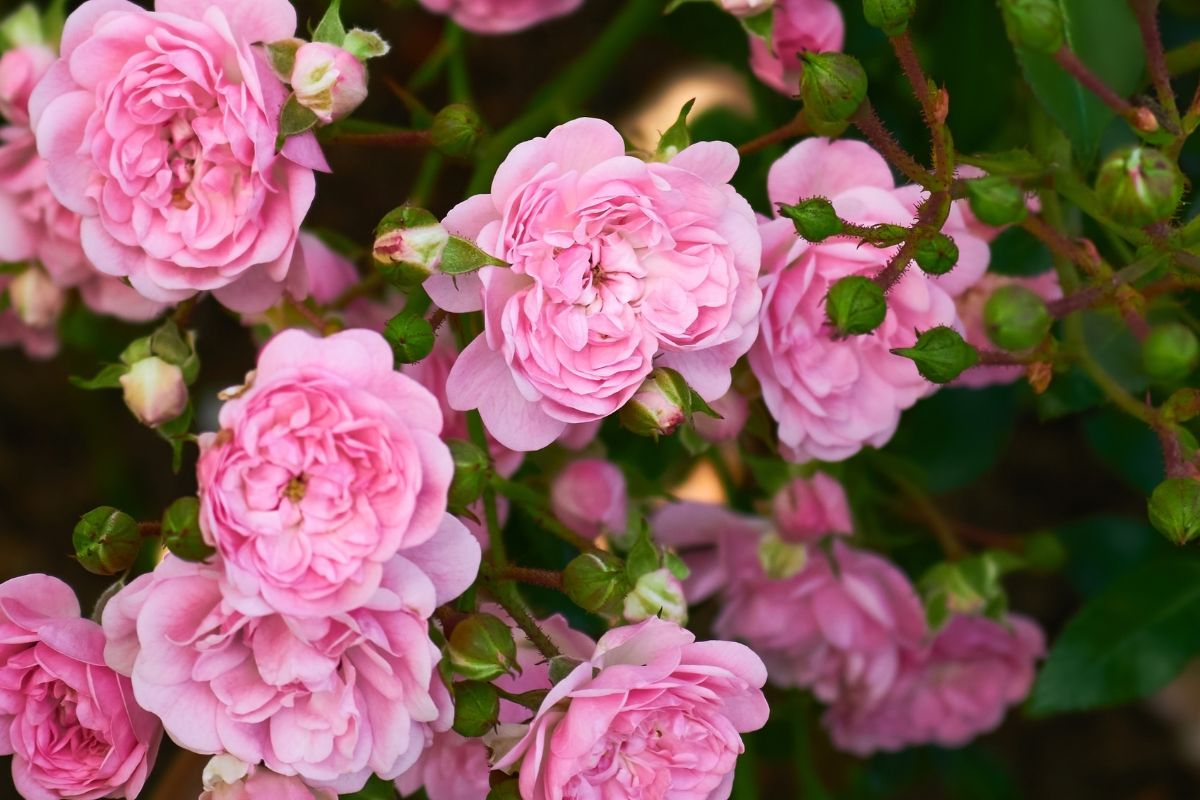 varietà di rose per bordure fiorite