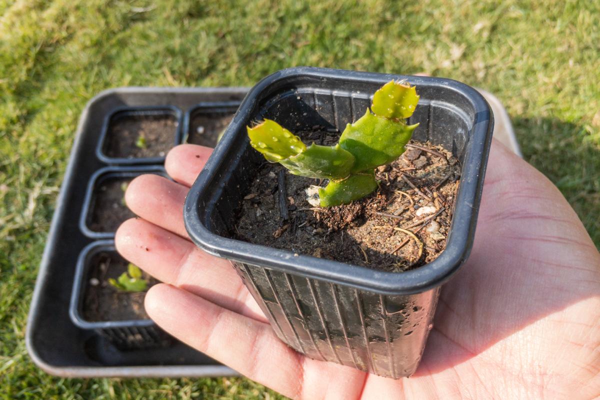 La talea del cactus: ecco come farla