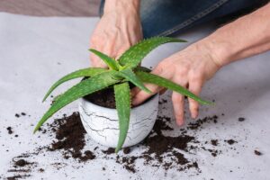 come rinvasare l'aloe vera