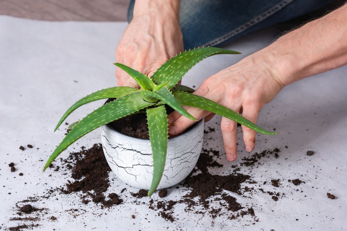 come rinvasare l'aloe vera