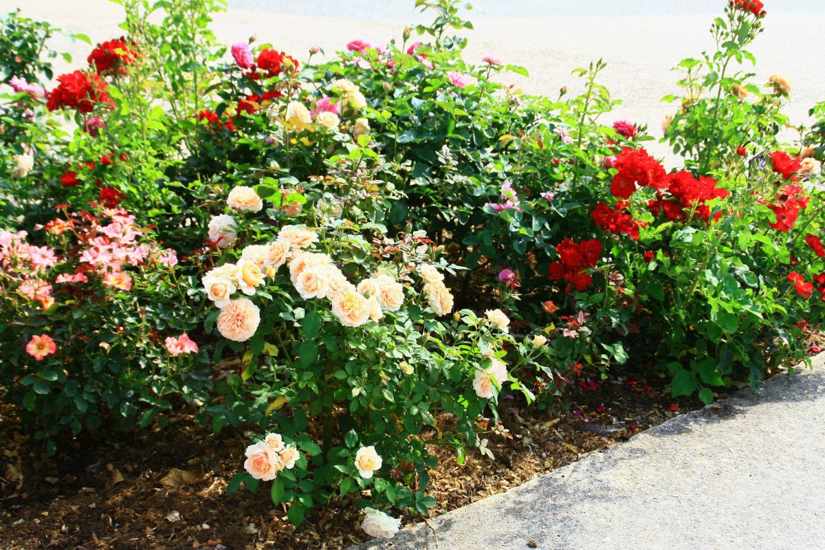 migliori varietà di rose per bordure