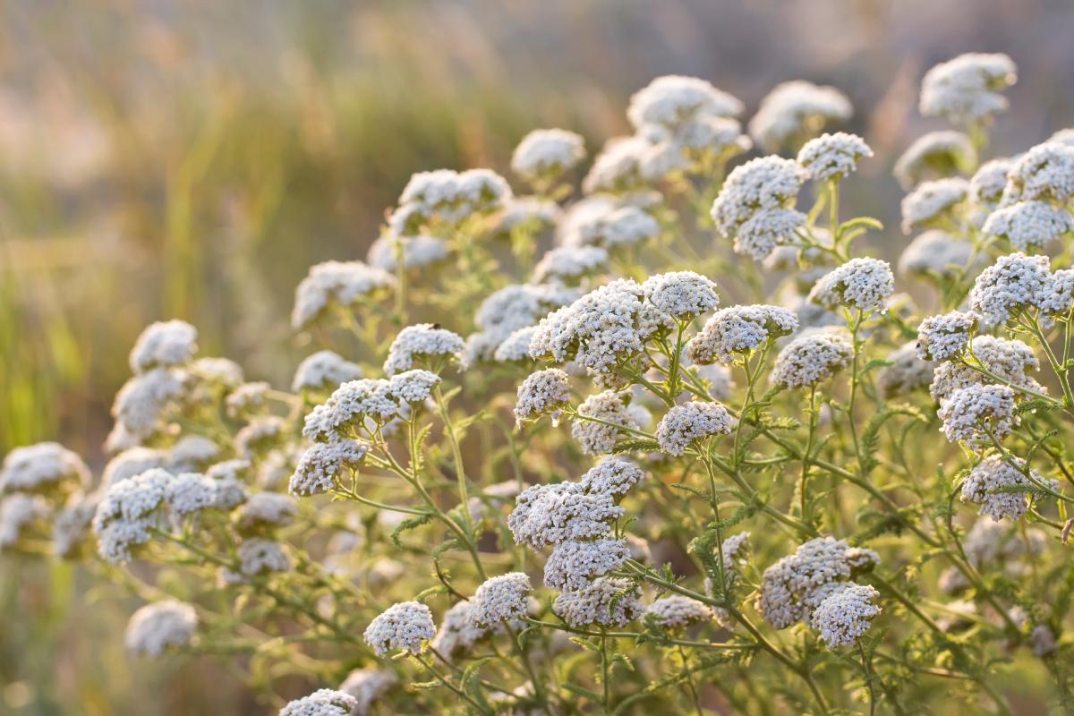 Fiori perenni che sbocciano a giugno e durano fino all'autunno