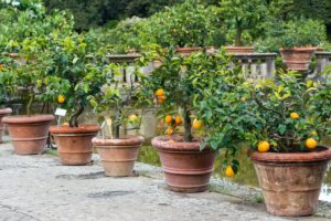 Concimi fai da te per gli agrumi