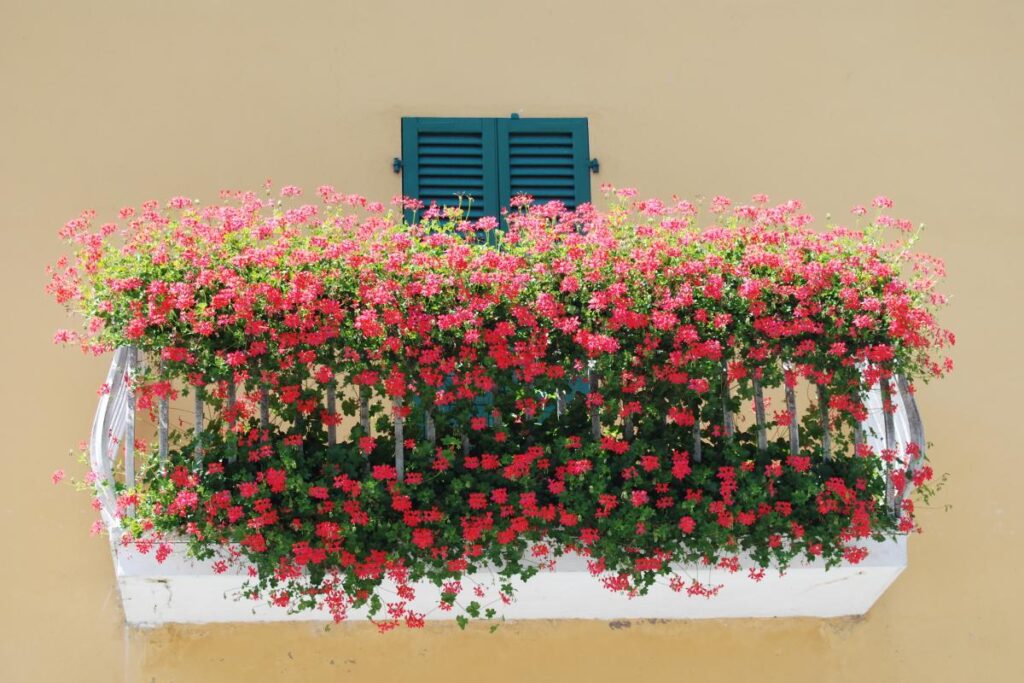 Le 5 piante che colorano il balcone