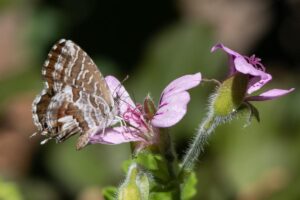 Cacyreus marshalli, il killer dei gerani