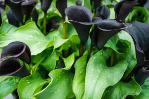 La calla nera