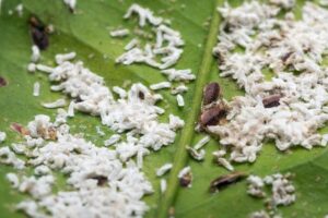 Spray naturale contro la cocciniglia