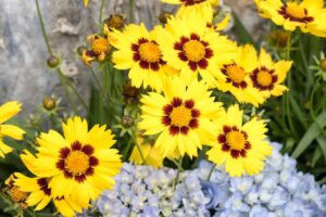 I fiori perenni di giugno