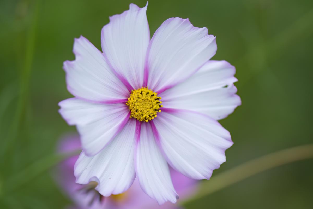 Fiori duraturi